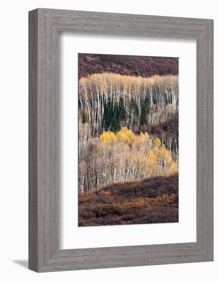 USA, Utah. Autumn aspen in the Manti-La Sal National Forest.-Judith Zimmerman-Framed Photographic Print