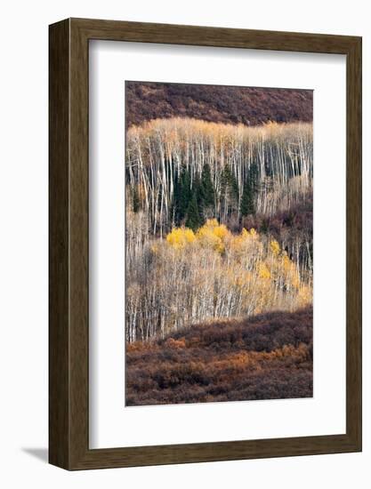 USA, Utah. Autumn aspen in the Manti-La Sal National Forest.-Judith Zimmerman-Framed Photographic Print