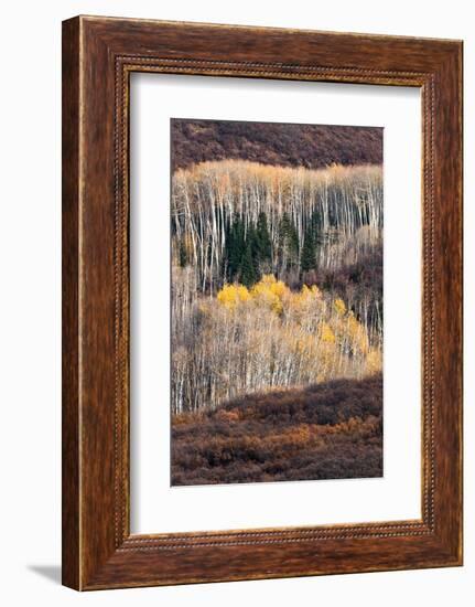 USA, Utah. Autumn aspen in the Manti-La Sal National Forest.-Judith Zimmerman-Framed Photographic Print