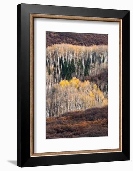 USA, Utah. Autumn aspen in the Manti-La Sal National Forest.-Judith Zimmerman-Framed Photographic Print