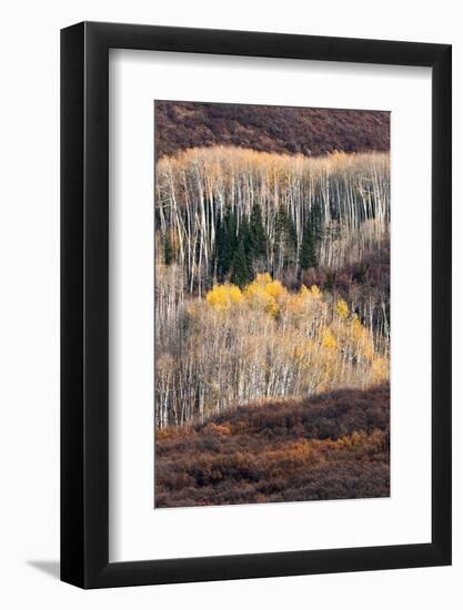 USA, Utah. Autumn aspen in the Manti-La Sal National Forest.-Judith Zimmerman-Framed Photographic Print