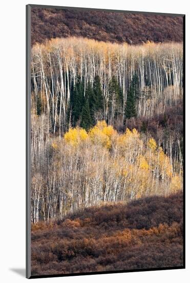 USA, Utah. Autumn aspen in the Manti-La Sal National Forest.-Judith Zimmerman-Mounted Photographic Print