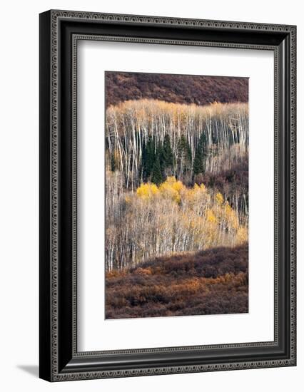 USA, Utah. Autumn aspen in the Manti-La Sal National Forest.-Judith Zimmerman-Framed Photographic Print