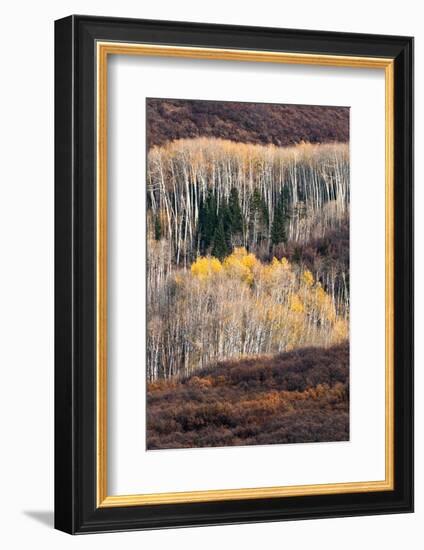 USA, Utah. Autumn aspen in the Manti-La Sal National Forest.-Judith Zimmerman-Framed Photographic Print