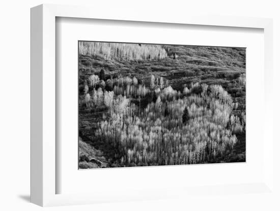 USA, Utah. Autumn aspen in the Manti-La Sal National Forest.-Judith Zimmerman-Framed Photographic Print