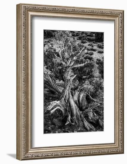 USA, Utah. Black and white. Twisted Juniper in the desert, Sand Flats Recreation Area, near Moab.-Judith Zimmerman-Framed Photographic Print