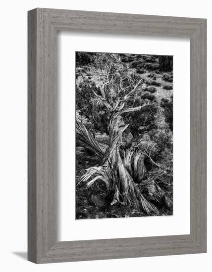 USA, Utah. Black and white. Twisted Juniper in the desert, Sand Flats Recreation Area, near Moab.-Judith Zimmerman-Framed Photographic Print