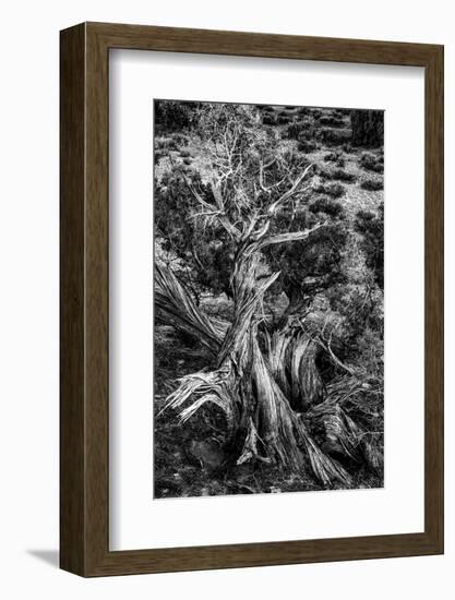 USA, Utah. Black and white. Twisted Juniper in the desert, Sand Flats Recreation Area, near Moab.-Judith Zimmerman-Framed Photographic Print