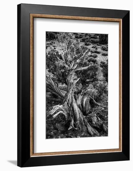 USA, Utah. Black and white. Twisted Juniper in the desert, Sand Flats Recreation Area, near Moab.-Judith Zimmerman-Framed Photographic Print