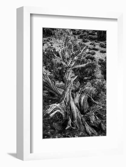 USA, Utah. Black and white. Twisted Juniper in the desert, Sand Flats Recreation Area, near Moab.-Judith Zimmerman-Framed Photographic Print