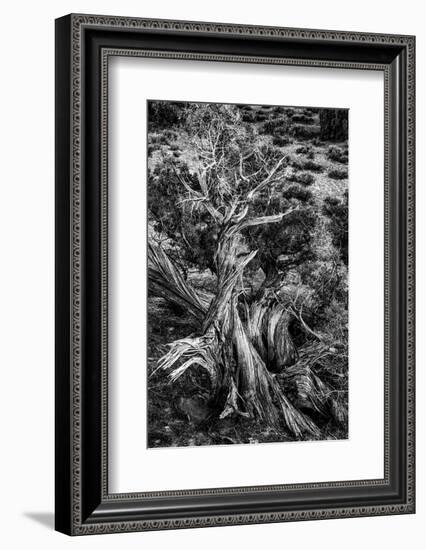 USA, Utah. Black and white. Twisted Juniper in the desert, Sand Flats Recreation Area, near Moab.-Judith Zimmerman-Framed Photographic Print