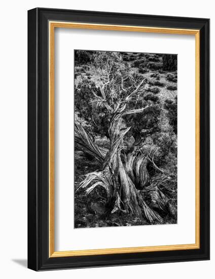 USA, Utah. Black and white. Twisted Juniper in the desert, Sand Flats Recreation Area, near Moab.-Judith Zimmerman-Framed Photographic Print