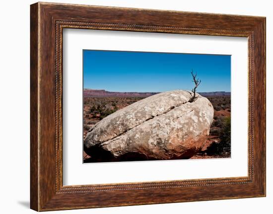 USA, Utah, Bluff. Creosote bush growing from boulder-Bernard Friel-Framed Photographic Print