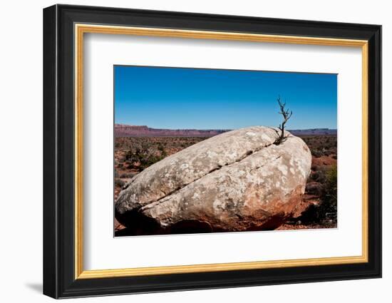 USA, Utah, Bluff. Creosote bush growing from boulder-Bernard Friel-Framed Photographic Print