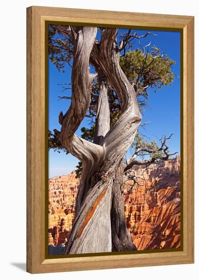 USA, Utah, Bryce Canyon, Amphitheater, Pine-Catharina Lux-Framed Premier Image Canvas