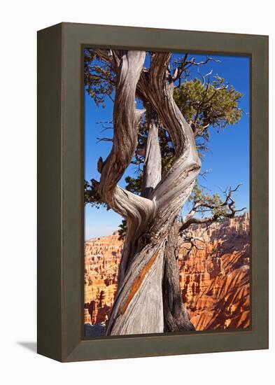 USA, Utah, Bryce Canyon, Amphitheater, Pine-Catharina Lux-Framed Premier Image Canvas