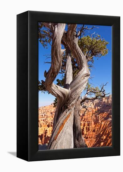 USA, Utah, Bryce Canyon, Amphitheater, Pine-Catharina Lux-Framed Premier Image Canvas