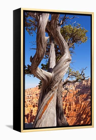 USA, Utah, Bryce Canyon, Amphitheater, Pine-Catharina Lux-Framed Premier Image Canvas