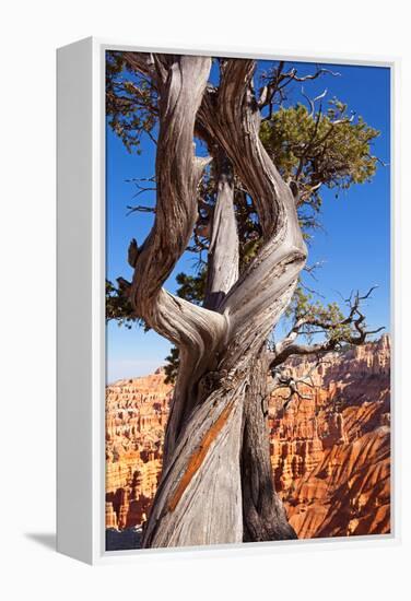 USA, Utah, Bryce Canyon, Amphitheater, Pine-Catharina Lux-Framed Premier Image Canvas