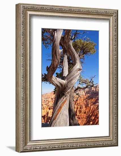 USA, Utah, Bryce Canyon, Amphitheater, Pine-Catharina Lux-Framed Photographic Print