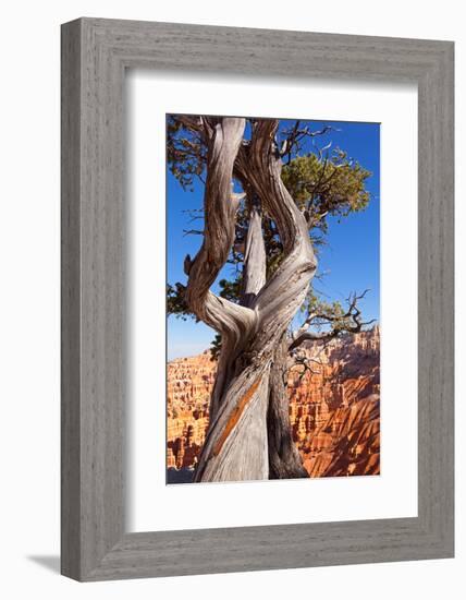 USA, Utah, Bryce Canyon, Amphitheater, Pine-Catharina Lux-Framed Photographic Print