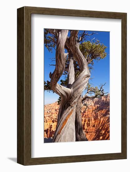 USA, Utah, Bryce Canyon, Amphitheater, Pine-Catharina Lux-Framed Photographic Print