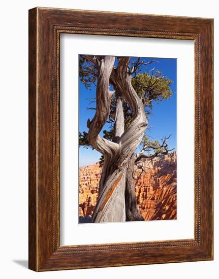 USA, Utah, Bryce Canyon, Amphitheater, Pine-Catharina Lux-Framed Photographic Print