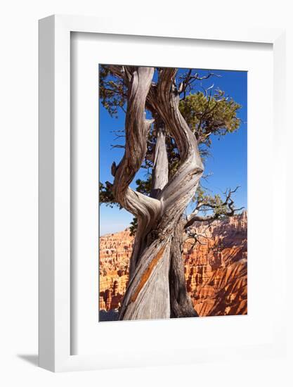 USA, Utah, Bryce Canyon, Amphitheater, Pine-Catharina Lux-Framed Photographic Print