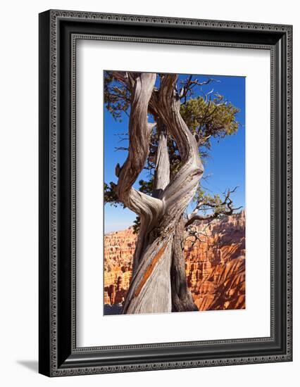 USA, Utah, Bryce Canyon, Amphitheater, Pine-Catharina Lux-Framed Photographic Print