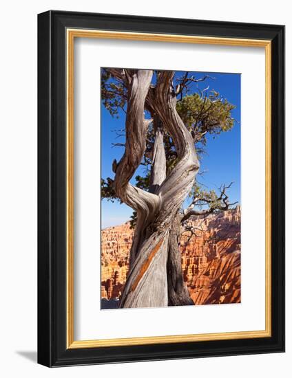 USA, Utah, Bryce Canyon, Amphitheater, Pine-Catharina Lux-Framed Photographic Print