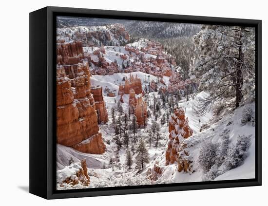 USA, Utah, Bryce Canyon National Park, Winter morning near Sunrise Point after fresh snowfall-Ann Collins-Framed Premier Image Canvas