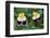 USA, Utah, Cache Valley, Johnny Jump Up, Viola Tricolor, Close Up-Scott T^ Smith-Framed Photographic Print