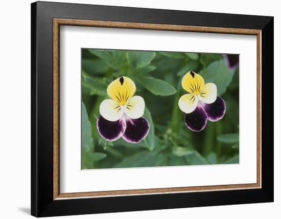 USA, Utah, Cache Valley, Johnny Jump Up, Viola Tricolor, Close Up-Scott T^ Smith-Framed Photographic Print