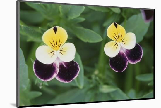 USA, Utah, Cache Valley, Johnny Jump Up, Viola Tricolor, Close Up-Scott T^ Smith-Mounted Photographic Print