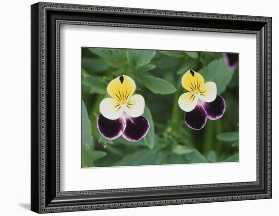 USA, Utah, Cache Valley, Johnny Jump Up, Viola Tricolor, Close Up-Scott T^ Smith-Framed Photographic Print