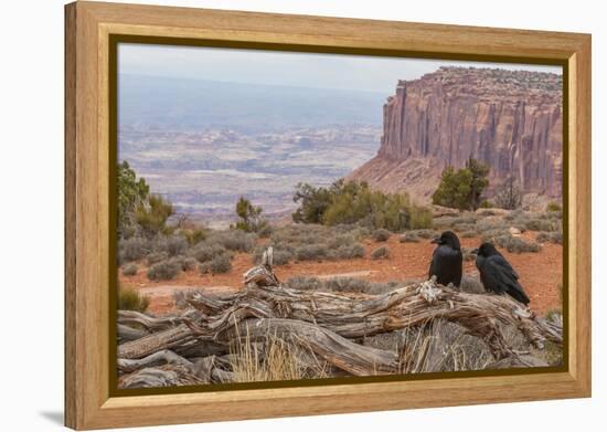 USA, Utah, Canyonlands National Park. Pair of Ravens on Log-Cathy & Gordon Illg-Framed Premier Image Canvas