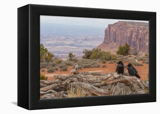 USA, Utah, Canyonlands National Park. Pair of Ravens on Log-Cathy & Gordon Illg-Framed Premier Image Canvas