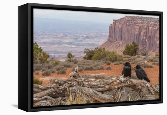 USA, Utah, Canyonlands National Park. Pair of Ravens on Log-Cathy & Gordon Illg-Framed Premier Image Canvas