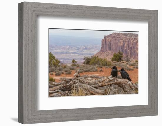 USA, Utah, Canyonlands National Park. Pair of Ravens on Log-Cathy & Gordon Illg-Framed Photographic Print