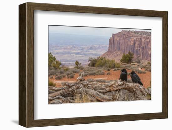 USA, Utah, Canyonlands National Park. Pair of Ravens on Log-Cathy & Gordon Illg-Framed Photographic Print