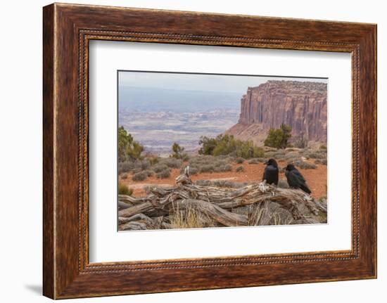 USA, Utah, Canyonlands National Park. Pair of Ravens on Log-Cathy & Gordon Illg-Framed Photographic Print