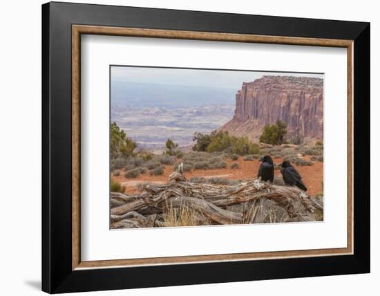 USA, Utah, Canyonlands National Park. Pair of Ravens on Log-Cathy & Gordon Illg-Framed Photographic Print