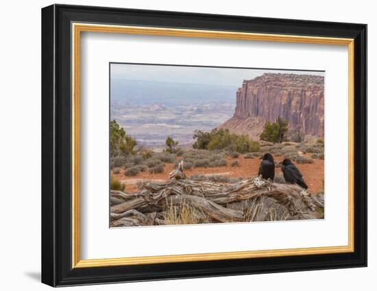 USA, Utah, Canyonlands National Park. Pair of Ravens on Log-Cathy & Gordon Illg-Framed Photographic Print