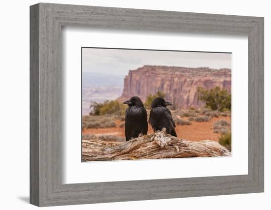 USA, Utah, Canyonlands National Park. Pair of Ravens on Log-Cathy & Gordon Illg-Framed Photographic Print