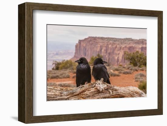 USA, Utah, Canyonlands National Park. Pair of Ravens on Log-Cathy & Gordon Illg-Framed Photographic Print