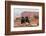 USA, Utah, Canyonlands National Park. Pair of Ravens on Log-Cathy & Gordon Illg-Framed Photographic Print