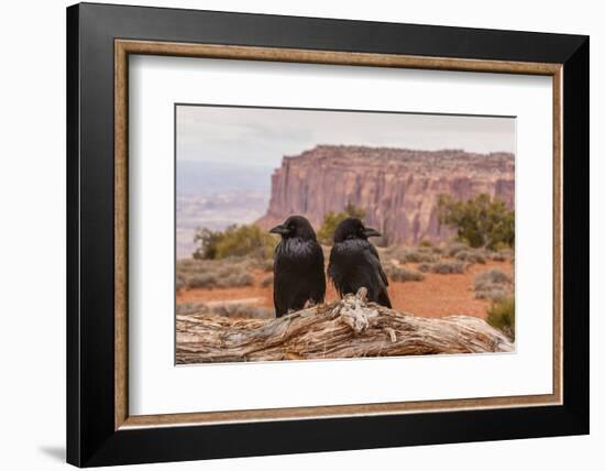 USA, Utah, Canyonlands National Park. Pair of Ravens on Log-Cathy & Gordon Illg-Framed Photographic Print