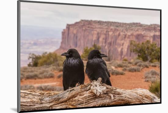 USA, Utah, Canyonlands National Park. Pair of Ravens on Log-Cathy & Gordon Illg-Mounted Photographic Print
