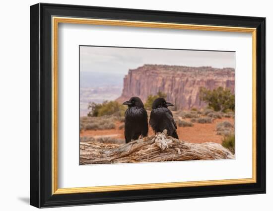 USA, Utah, Canyonlands National Park. Pair of Ravens on Log-Cathy & Gordon Illg-Framed Photographic Print