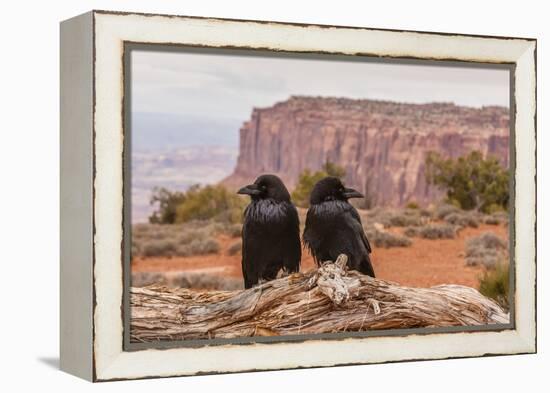 USA, Utah, Canyonlands National Park. Pair of Ravens on Log-Cathy & Gordon Illg-Framed Premier Image Canvas